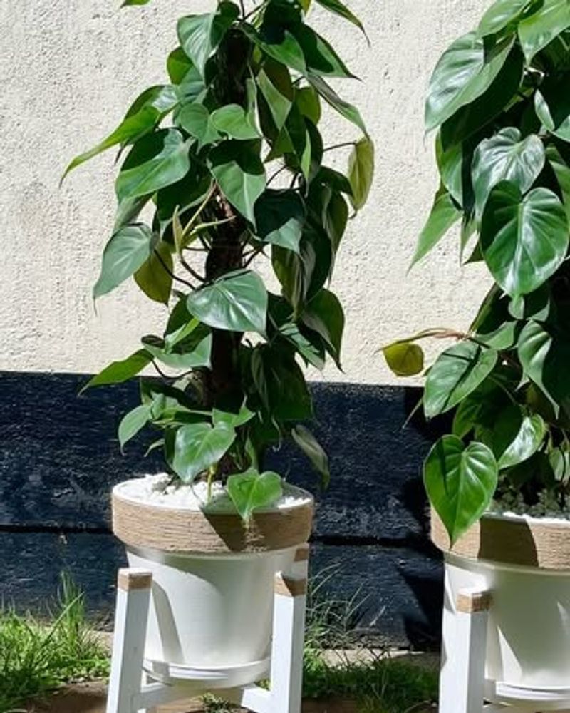 Philodendron (Heartleaf)
