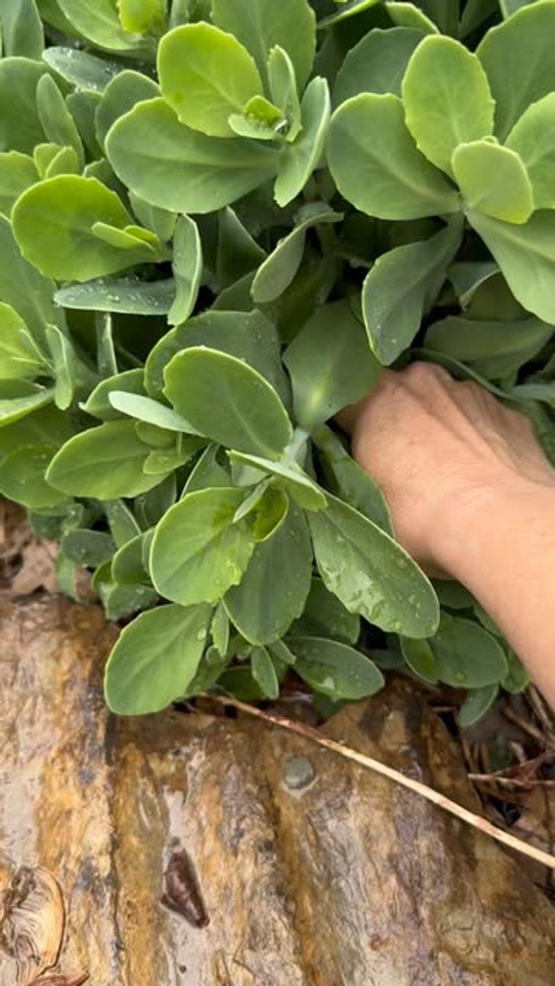 Stonecrop Sedum