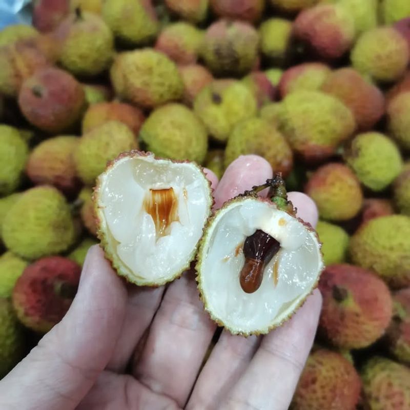 Lychee Seeds