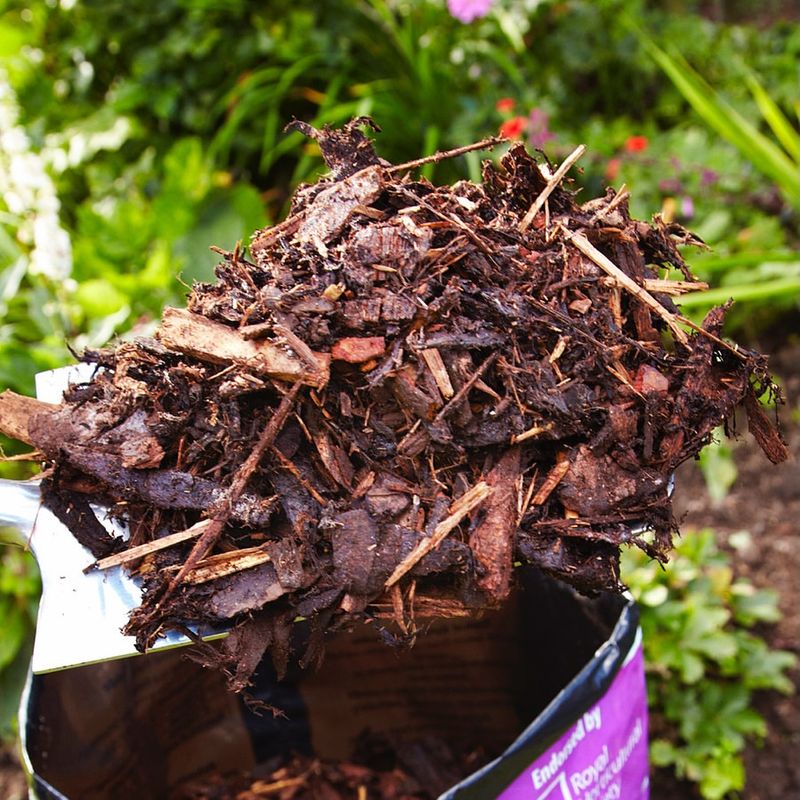 Mulch Around Trees And Shrubs