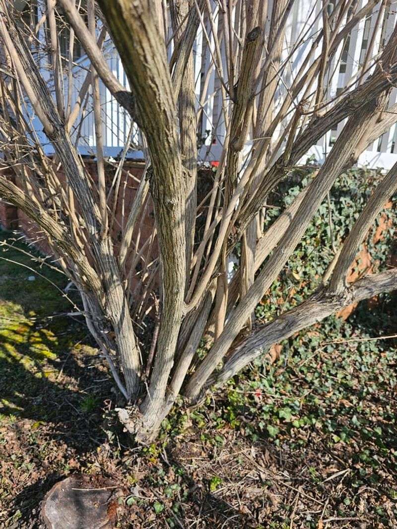 Prune Dormant Trees and Shrubs