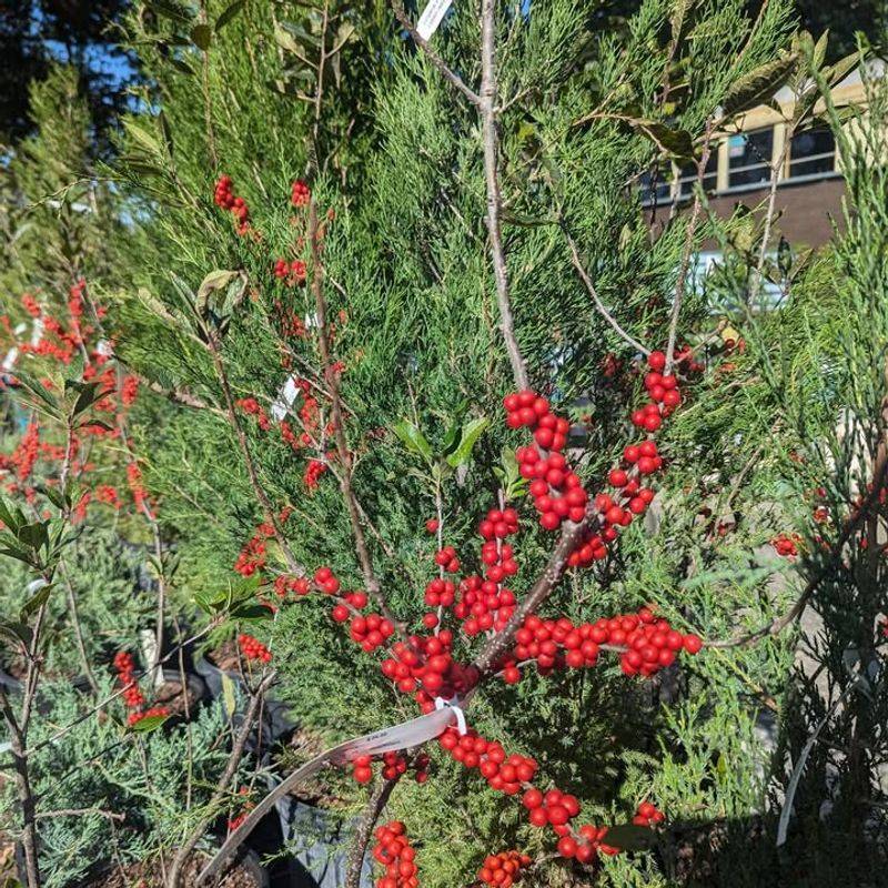 Adaptable Growing Conditions
