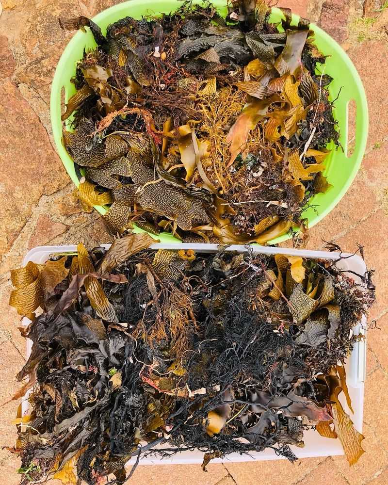 Seaweed And Kelp From Delaware Beaches