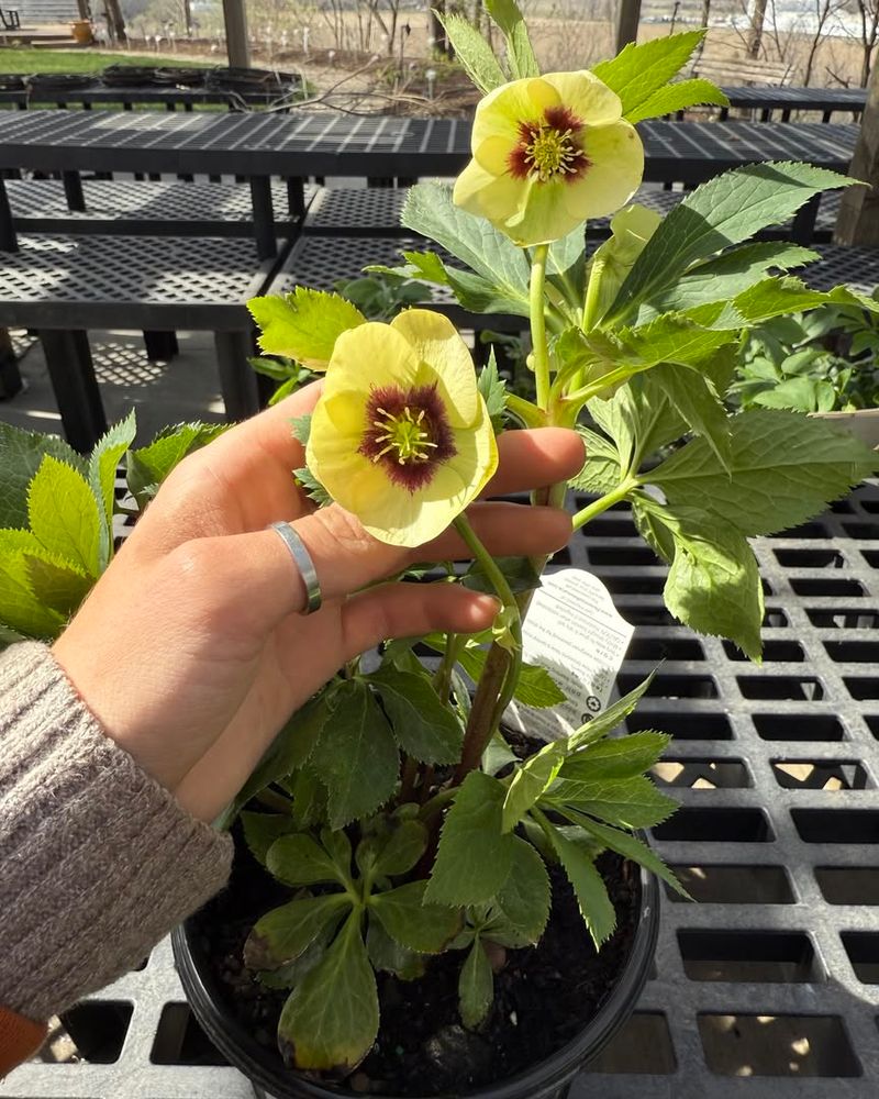 More Color Variety In The Flowers