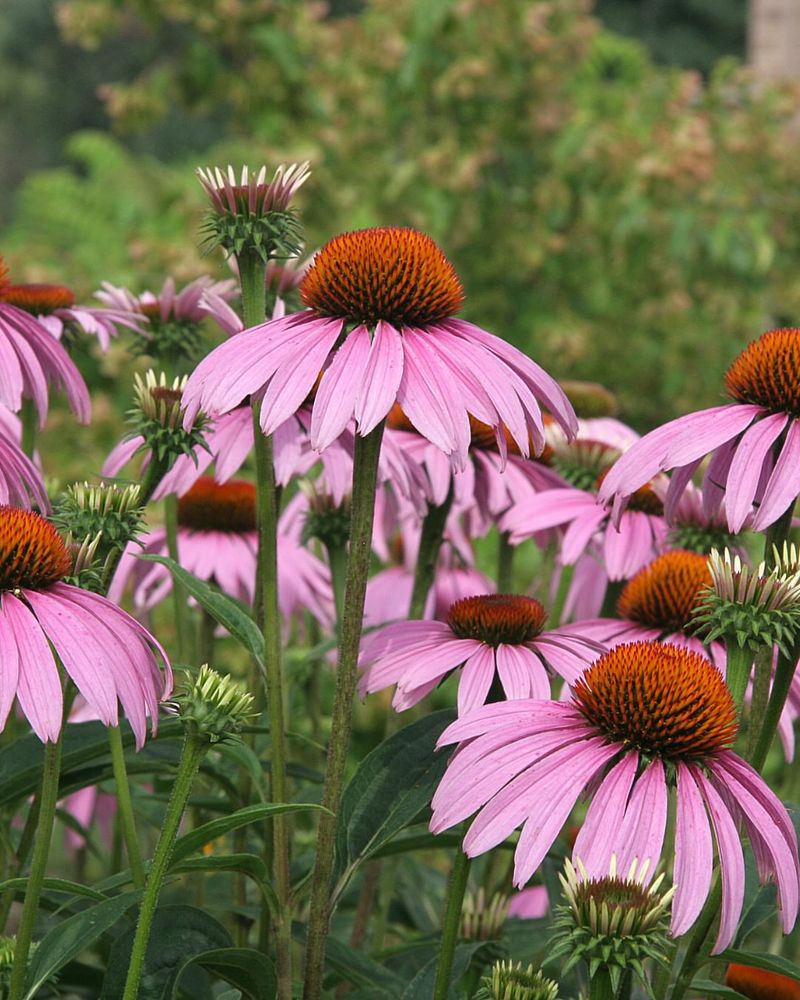 Multiple Flowers Per Plant Create Bee Highways