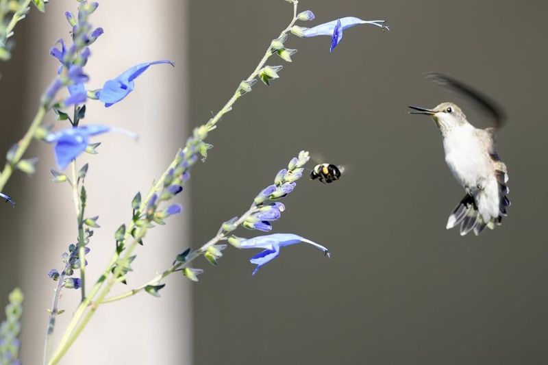 Pollinator Paradise
