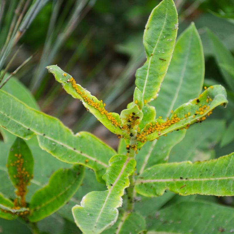 Toxic Sap Safety Concerns