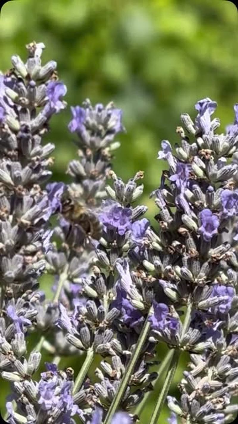 Attracts Beneficial Pollinators Daily