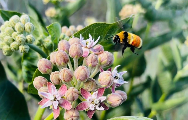 Attracts Multiple Pollinator Species Beyond Butterflies