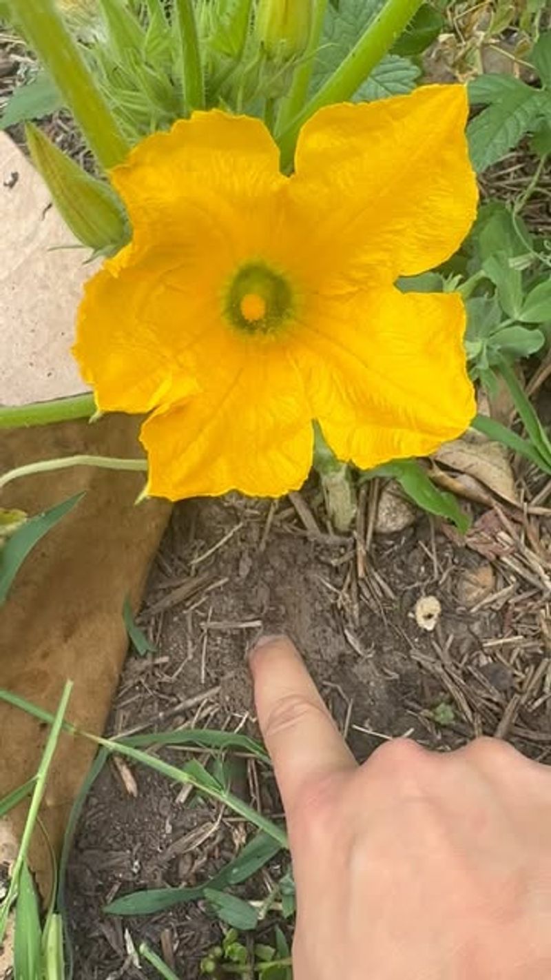 When Top Two Inches of Soil Feel Dry