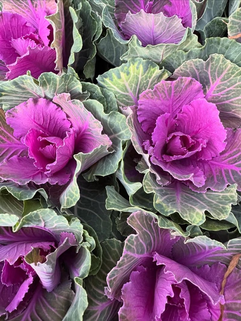 Flowering Cabbage