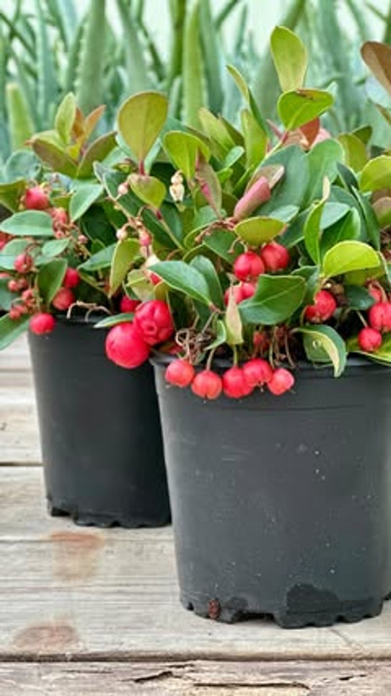 Wintergreen