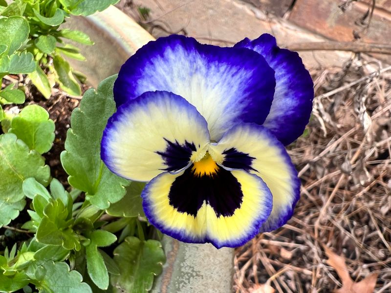 Pansies With Face-Like Markings