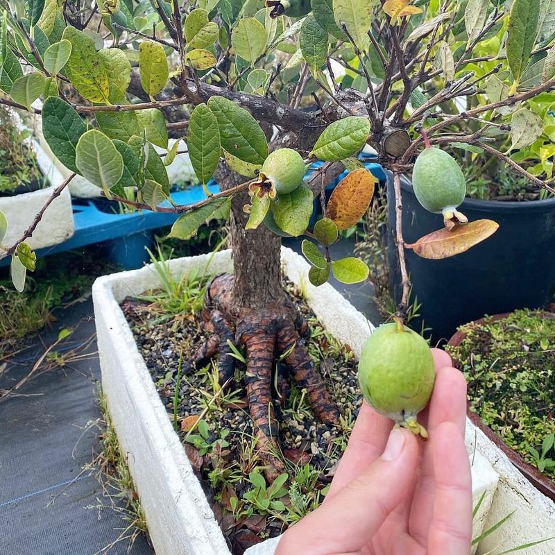 Pineapple Guava: Exotic Flavor From An Easy-Care Shrub