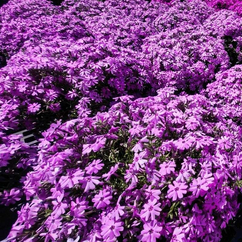 Phlox Subulata (Creeping Phlox)