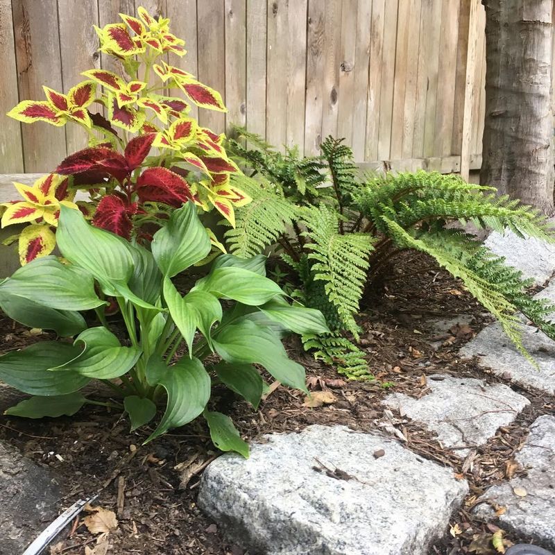 Foliage Helps Insulate The Crown