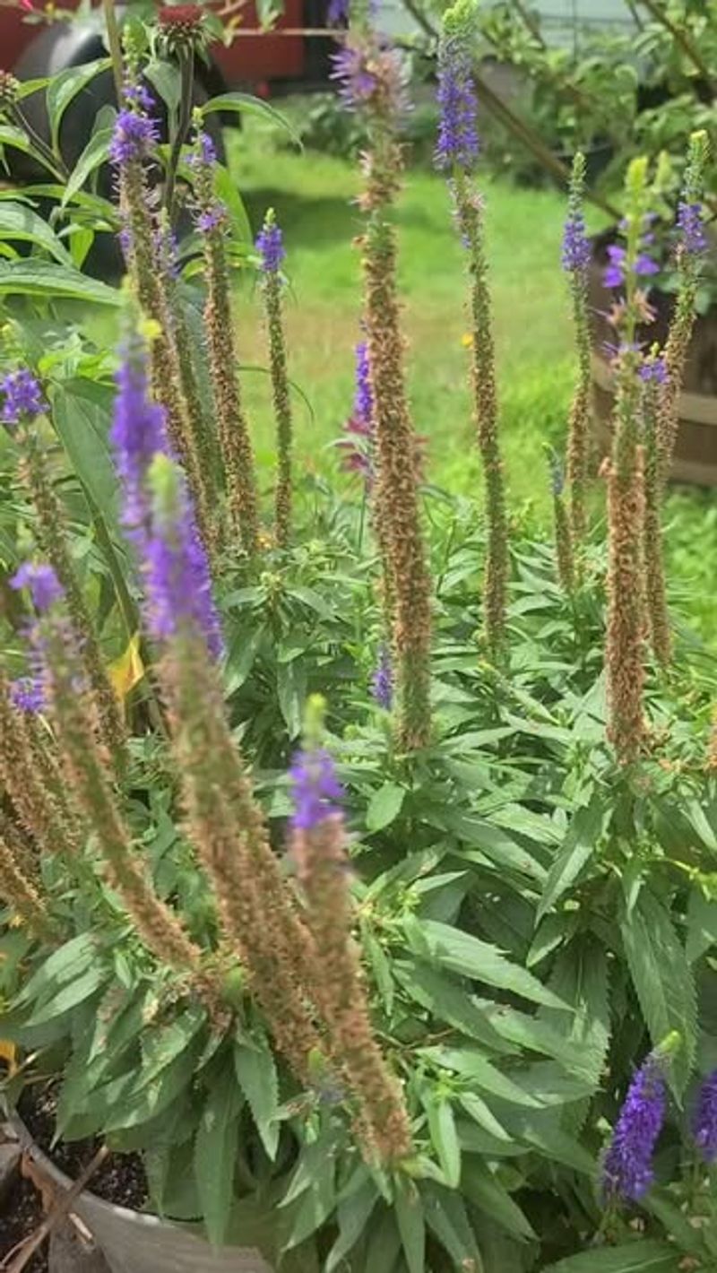 Why Fall Planting Helps Veronica Handle Wisconsin Winters