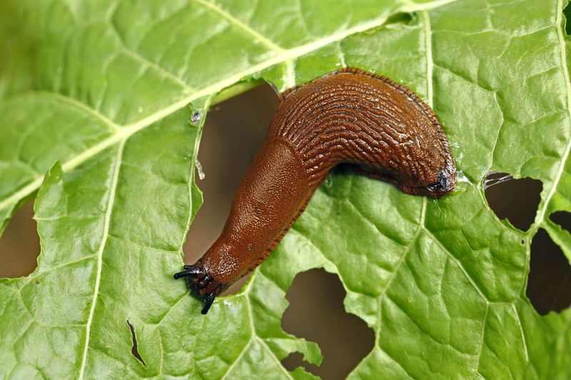Certain Pests Stay Away From Treated Plants