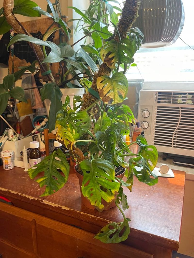 Moisture Gets Trapped Where Leaves Meet
