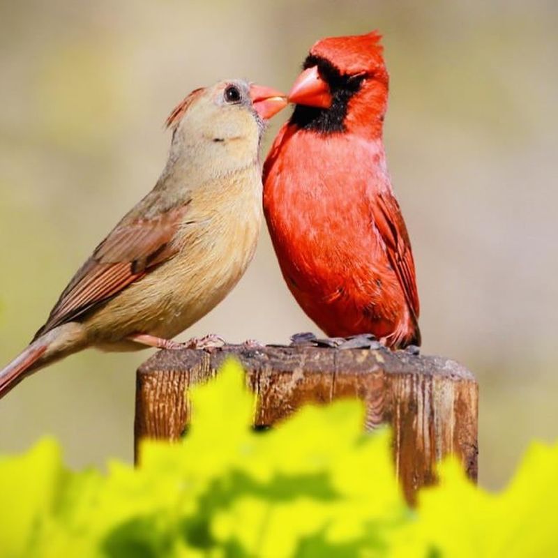 Northern Cardinal