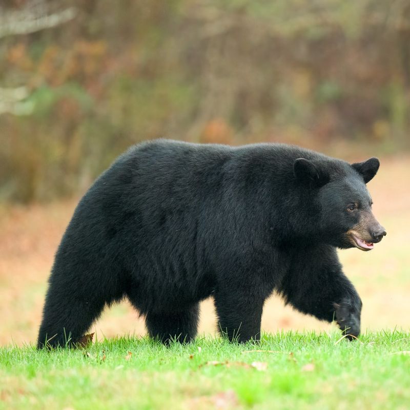 American Black Bear