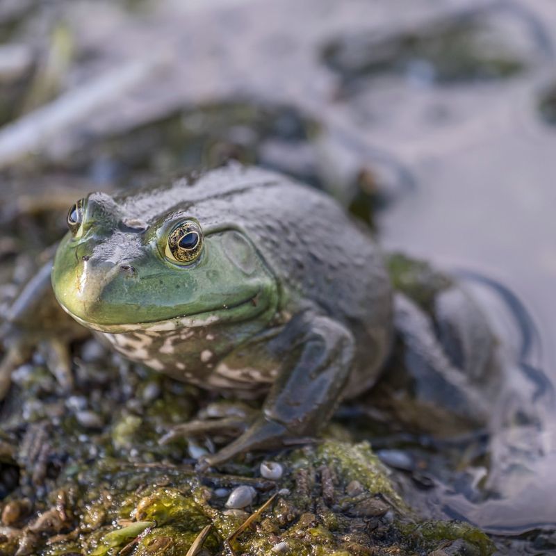 American Bullfrog