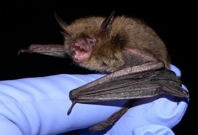 Northern Long-Eared Bat