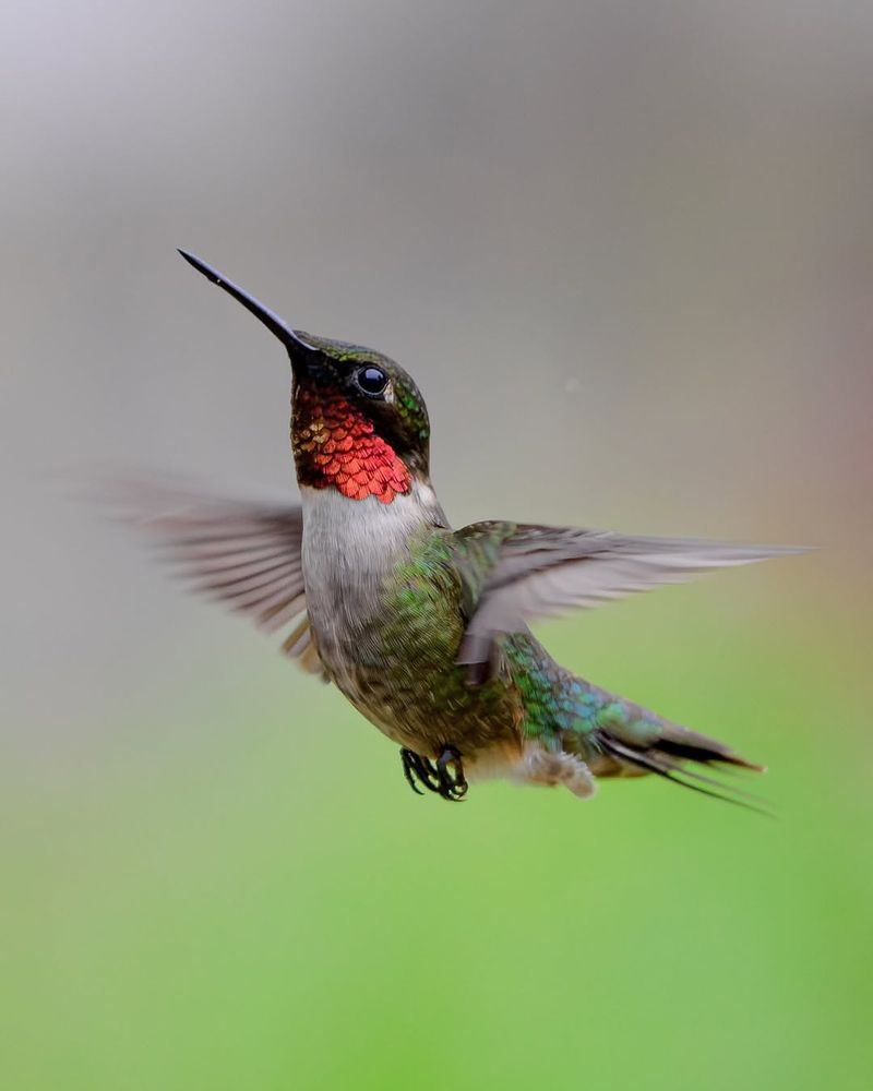 Ruby-Throated Hummingbird