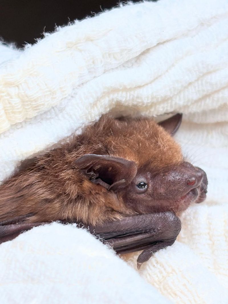 Little Brown Bat