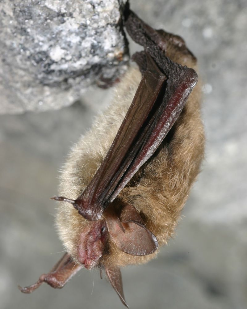 Northern Long-Eared Bat