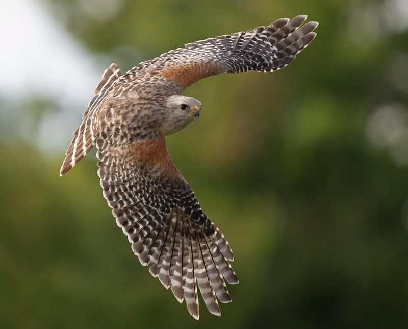 Red-Shouldered Hawk