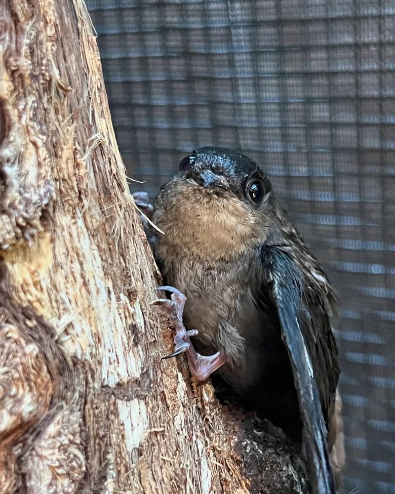 Chimney Swift