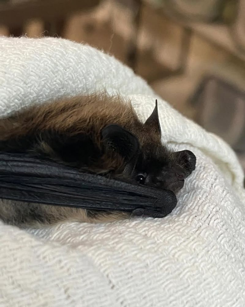 Little Brown Bat