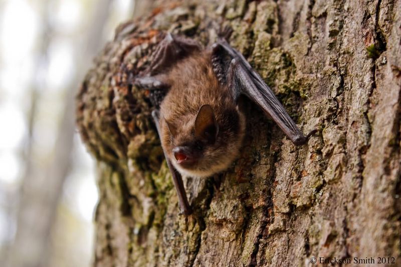 Little Brown Bat