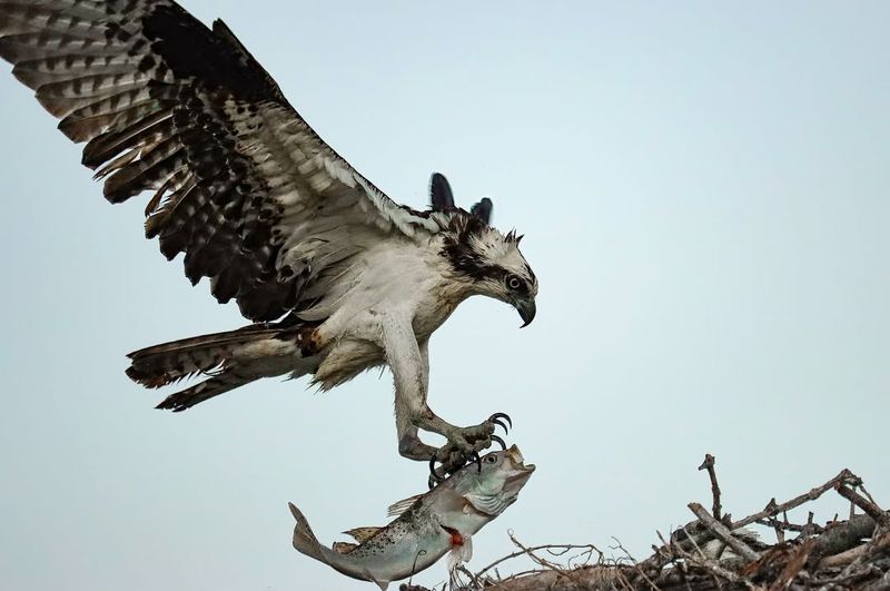 Osprey