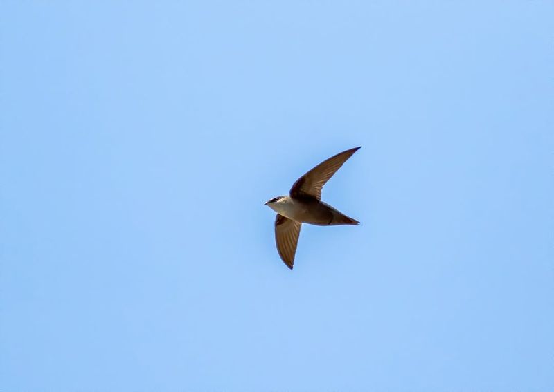 Chimney Swift
