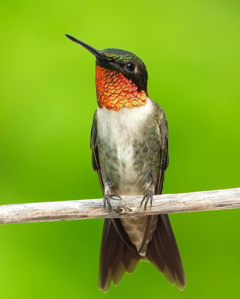 Ruby-Throated Hummingbird
