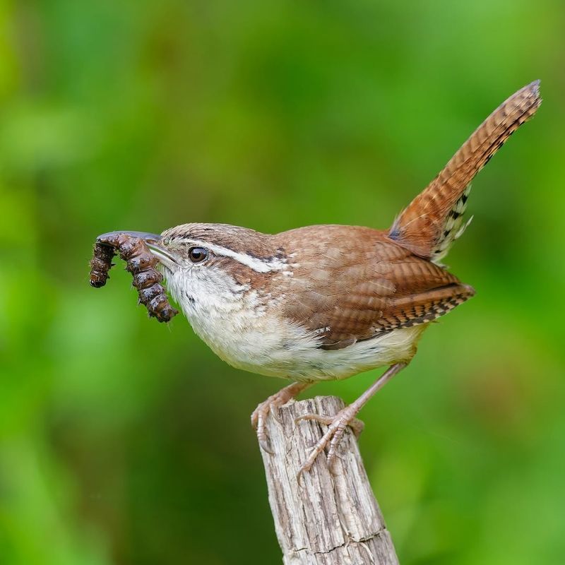 Carolina Wren
