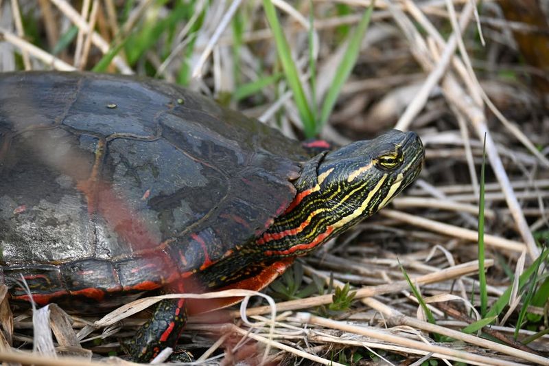 Painted Turtles