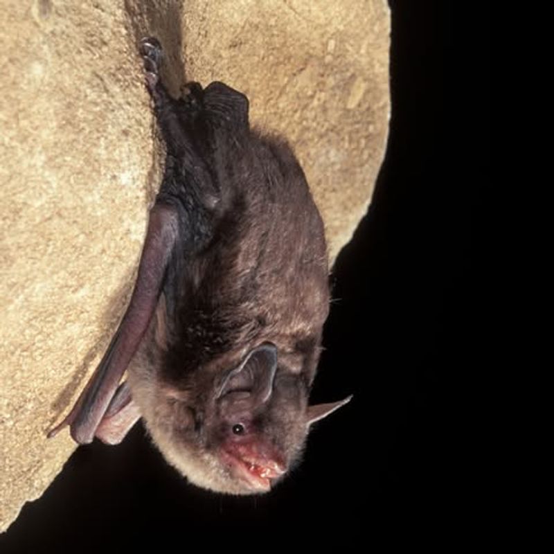 Indiana Bats