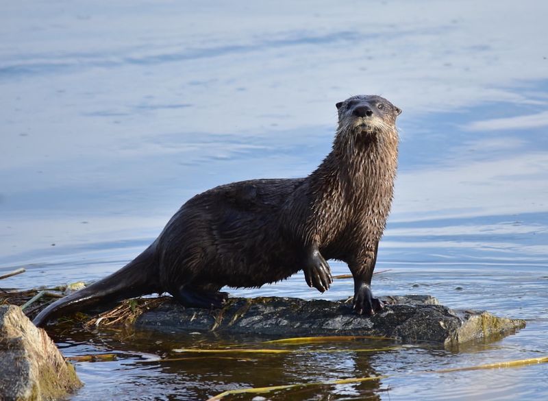 River Otters
