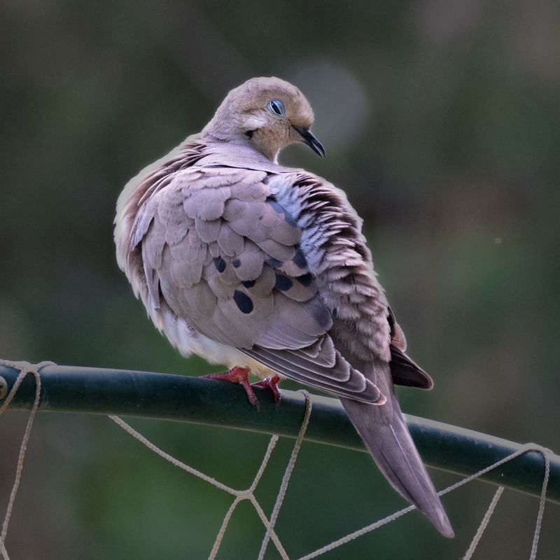Mourning Dove