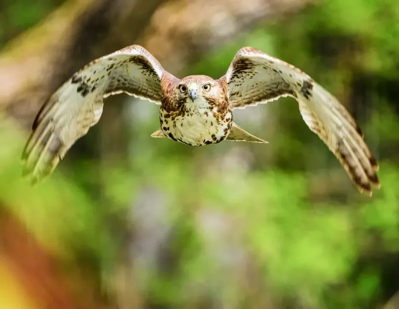 Red-Tailed Hawk