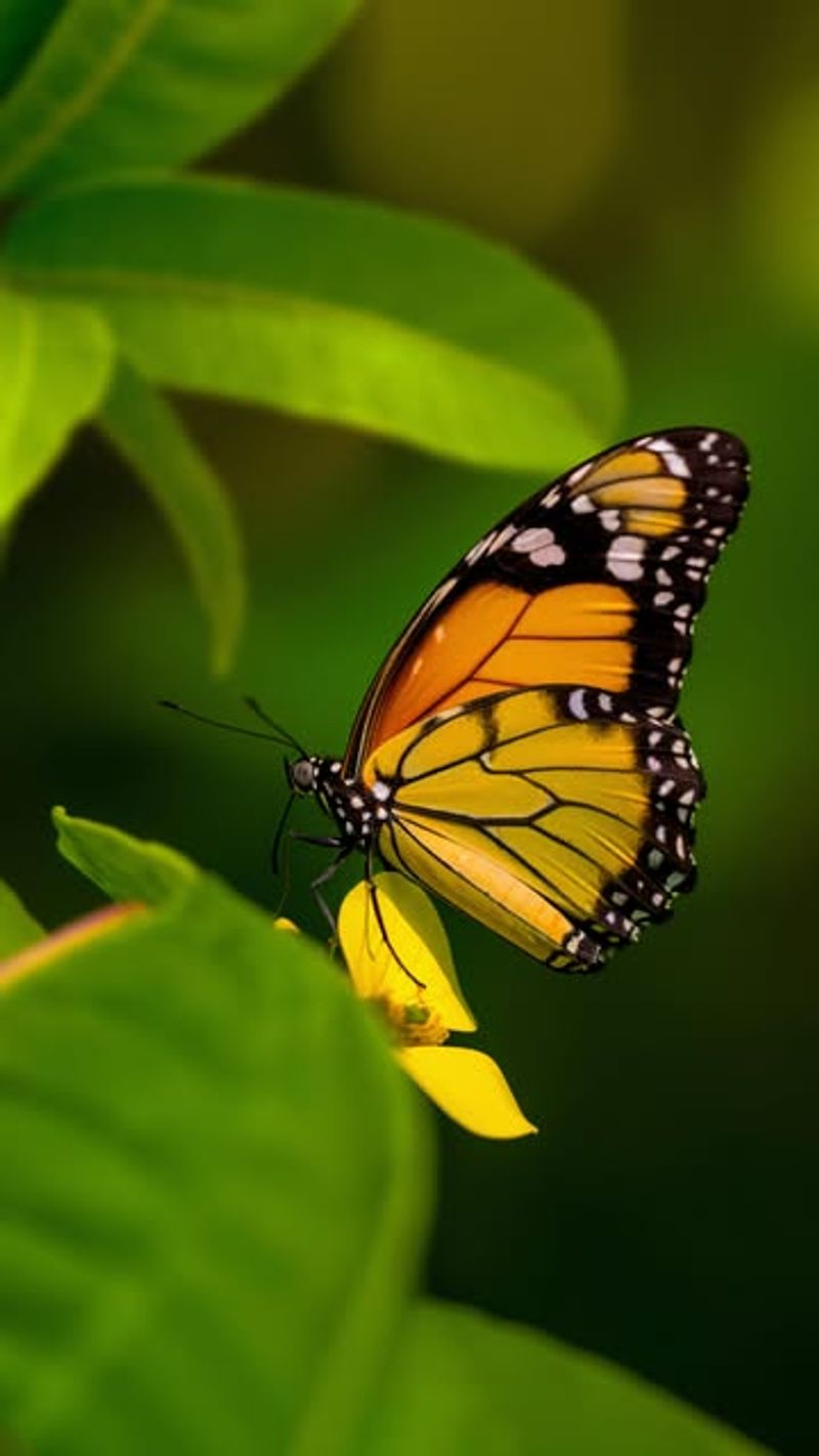Monarch Butterflies: Protected Pollinators