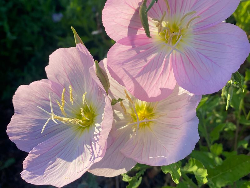 Evening Primrose