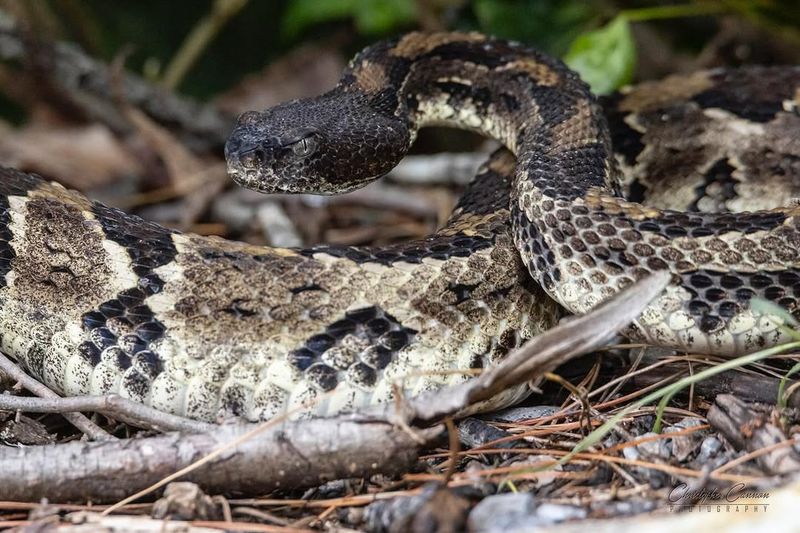 Timber Rattlesnake: The Mountain Dweller