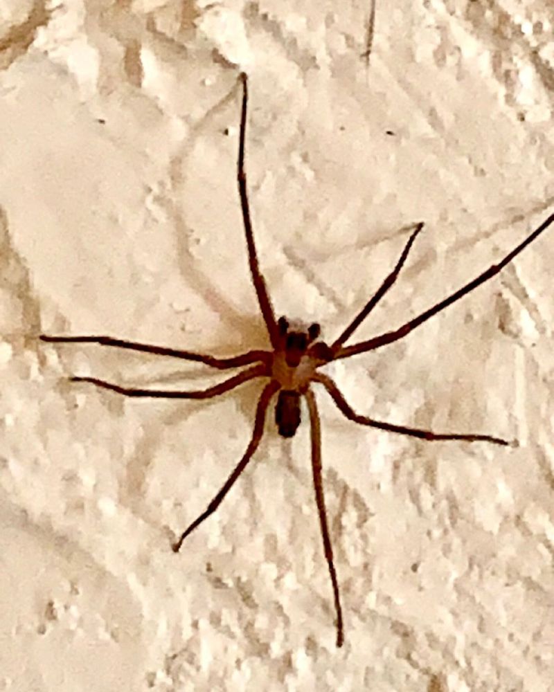 Brown Recluse Spider: The Basement Lurker