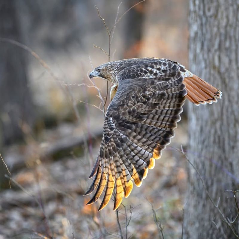 Red-Tailed Hawk