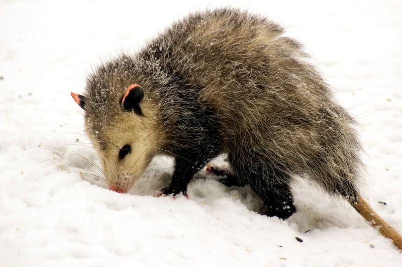 Virginia Opossum