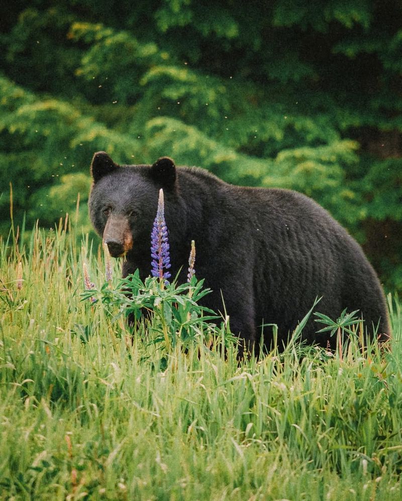 Black Bears